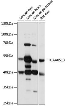 Western blot