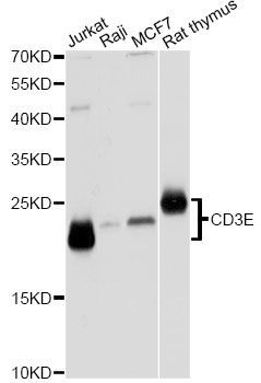 Western blot - CD3E Antibody (144-012415)