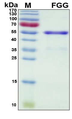 SDS-PAGE