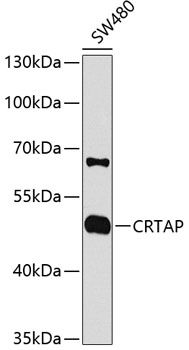 Western blot