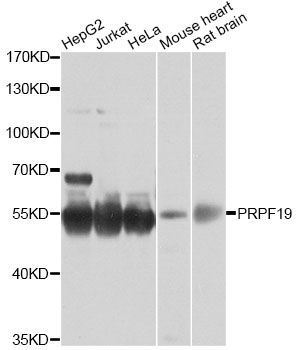Western blot - PRPF19 Polyclonal Antibody (144-12590)