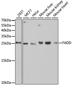 Western blot - FADD antibody (144-05819)