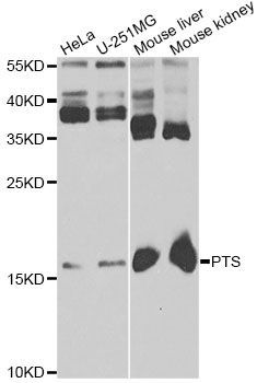 Western blot - PTS antibody (144-06306)