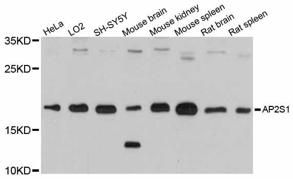 Western blot - AP2S1 antibody (144-012270)