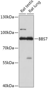 Western blot