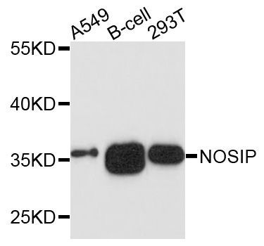 Western blot - NOSIP Polyclonal Antibody (144-010024)