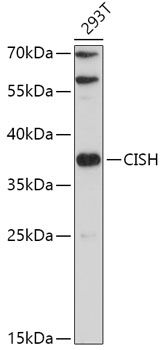 Western blot