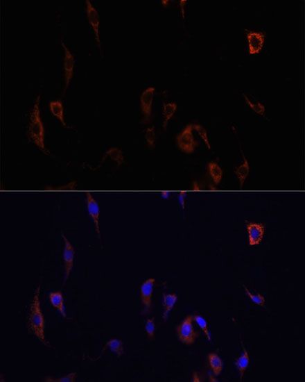 Immunofluorescence - OCLN antibody (144-02601)
