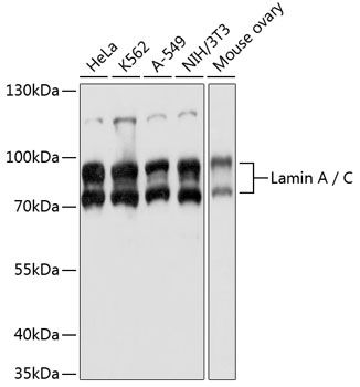 Western blot