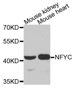 Western blot - NFYC antibody (144-09832)