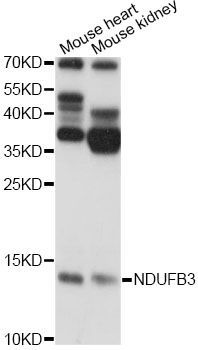 Western blot - NDUFB3 antibody (144-60654)