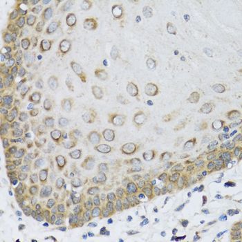 Immunohistochemistry - FAM20A antibody (144-08496)