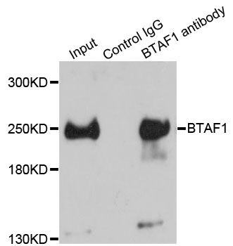 Immunoprecipitation - BTAF1 Polyclonal Antibody (144-05811)