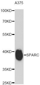 Western blot - SPARC antibody (144-60680)