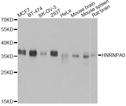 Western blot - HNRNPA0 Polyclonal Antibody (144-06029)