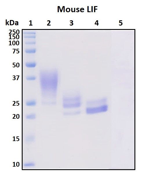 SDS-PAGE
