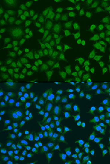 Immunofluorescence - ELAVL2 antibody (144-05918)