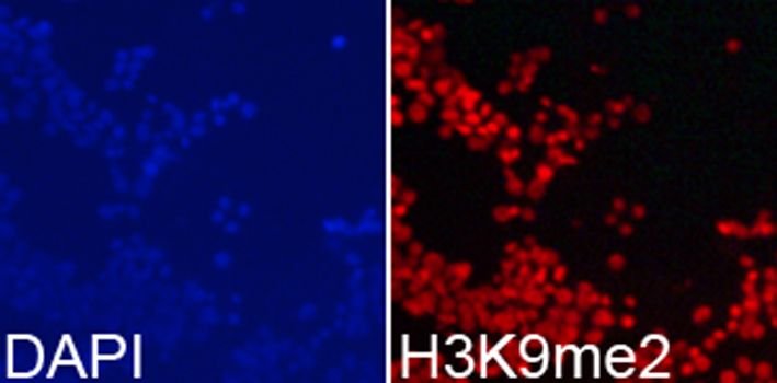 Immunofluorescence - DiMethyl-Histone H3-K9 antibody (144-02359)