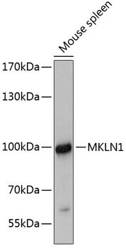 Western blot