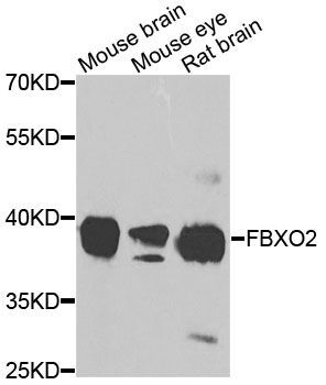 Western blot - FBXO2 antibody (144-08579)
