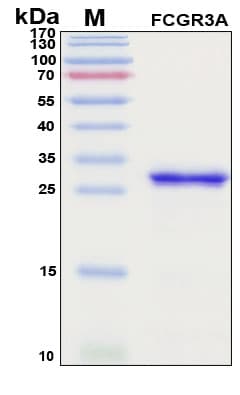 SDS-PAGE Image