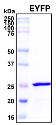 SDS-PAGE