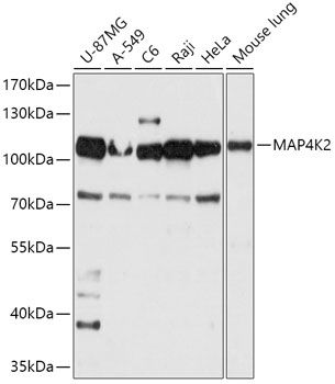 Western blot