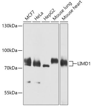 Western blot