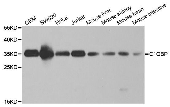 Western blot - C1QBP Polyclonal Antibody (144-01883)
