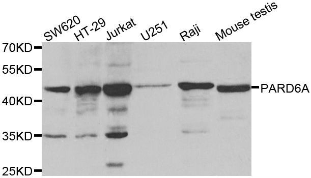 Western blot - PARD6A antibody (144-03064)