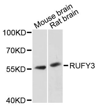 Western blot - RUFY3 antibody (144-12896)