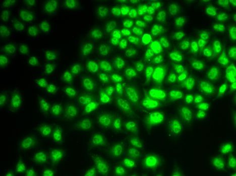 Immunofluorescence - CCNG1 Polyclonal Antibody (144-05292)