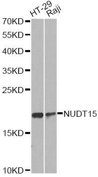 Western blot - NUDT15 antibody (144-08368)