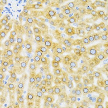 Immunohistochemistry - EDA Antibody (144-02905)