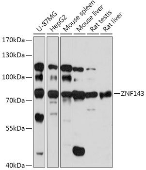 Western blot