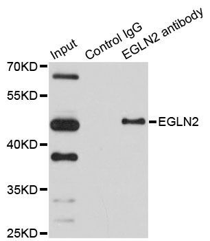 Immunoprecipitation - EGLN2 Polyclonal Antibody (144-02252)