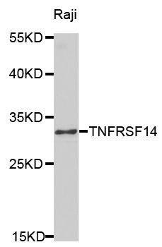 Western blot - TNFRSF14 antibody (144-01969)