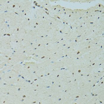 Immunohistochemistry - SAFB antibody (144-07927)