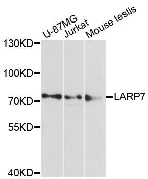 Western blot - LARP7 antibody (144-013095)