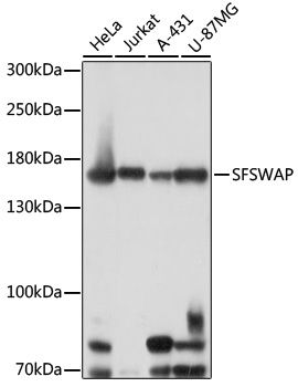 Western blot