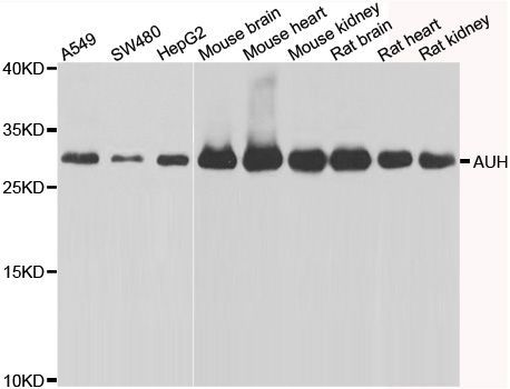 Western blot - AUH antibody (144-07424)