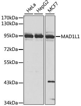 Western blot - MAD1L1 antibody (144-01153)