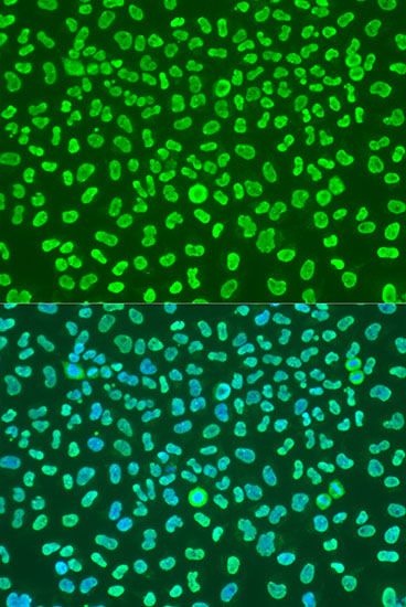Immunofluorescence - KHDRBS1 antibody (144-06101)