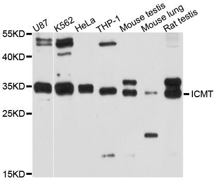 Western blot - ICMT Polyclonal Antibody (144-10293)