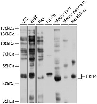 Western blot