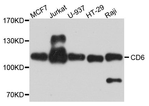 Western blot - CD6 antibody (144-08107)