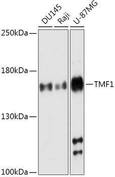 Western blot