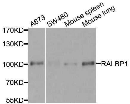 Western blot - [KO Validated] RALBP1 Polyclonal Antibody (144-01140)