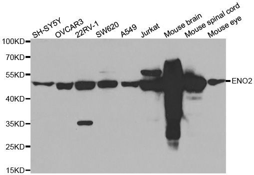 Western blot - ENO2 antibody (144-03118)