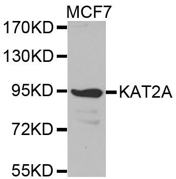 Western blot - KAT2A Polyclonal Antibody (144-61334)